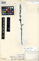 Image result for Alectra vogelii