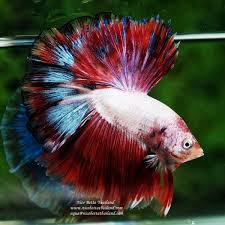 Ohm Fancy Halloween Dragon Nicebettathailand Breeding Betta Fish Betta Fish Betta