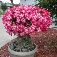 20pcs Genuine Adenium Obesum Desert Rose Seeds Flower Bonsai Plant Diy Home Desert Rose Plant Rose Seeds Planting Roses
