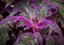 Neu gekaufte oder absonnig uberwinterte pflanzen mussen dort langsam an die direkte sonne gewohnt werden. Samtpflanze Violette Blattschonheit Pflanzen Lila Pflanzen Zimmerpflanzen