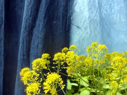 So Far Bleu De Cocagne Have Identified 7 Different Ways To Say Woad English Woad Italian Guado German Waisde F Pays De Cocagne Pastel Plante
