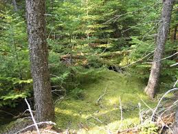 Like earth day, it's a day to learn about the environment, participate in conservation activities, and learn about ways to help in the future. Portal Environment Wikipedia