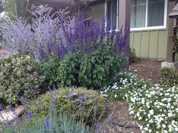 Russian sage thrive in hot, dry and sunny conditions. Salvia Russian Sage Lavender White Lantana And Rocks Sea Holly Planting Flowers Outdoor Gardens