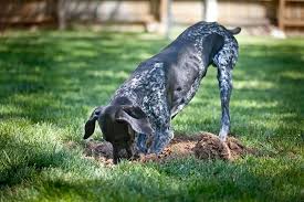 There may be a special place that you would like to bury your dog, such as your backyard, in a garden, the special spot in the sun he used to lay out, or next to his favorite tree. Why Does My Dog Bury Things Petbarn