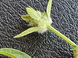 Image result for Justicia heterocarpa