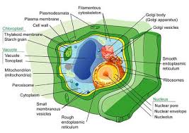 Cowdry wrote about the differences of plant versus animal eukaryotic cells rely on mitochondria as they are the location for biological energy (atp) production. Plant Cell Structure And Types Advanced Ck 12 Foundation