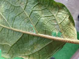 家庭菜園はじめました Blog Archive ナスの葉についた害虫まとめ 2014年夏