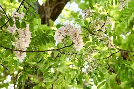 Image result for Robinia