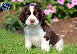 Puppy Finder Find Buy A Dog Today By Using Our Petfinder Springer Spaniel Puppies English Springer Spaniel Puppy Spaniel Puppies