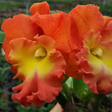 Aglaonemas are often vibrant and colorful, with strikingly patterned leaves. Rlc Star Of Siam 5 Flasks Amthai Orchids Online