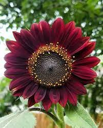 Sunflower Meaning Types Uses Flowersandflowerthings Red Sunflowers Sunflower Beautiful Flowers