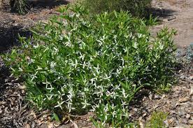Specific varieties to look for right now at nurseries are 'etoile violette' (deep violet), 'madame julia correvon' (wine red), 'alba luxurians' (white), 'blue angel' (light blue) and 'polish spirit' (purple blue). Plantfiles Pictures Clematis Southern Stars Clematis By Kell