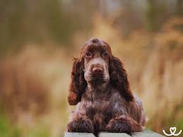 Image result for anglický kokršpaněl