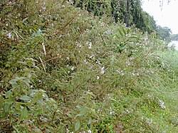 Image result for Heterocentron macrostachyum