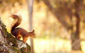 Hintergrundbild in windows 10 ändern. 45387hd Jpg 1280 804 Herbsttiere Fruhlingstiere Tier Wallpaper
