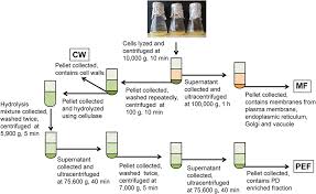 Plant cells are surrounded by cell wall which separates neighboring cells.plasmodesmata(pd) are located in areas in cell walls called primary pit fields. Frontiers Proteomic Analysis Of Plasmodesmata From Populus Cell Suspension Cultures In Relation With Callose Biosynthesis Plant Science