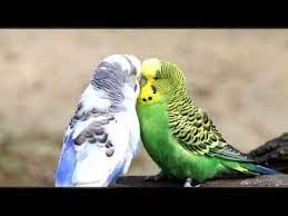 muhabbet kusu ucamama sorunu ve cozumu youtube