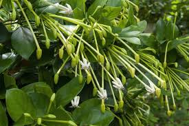 Image result for Turbina longiflora