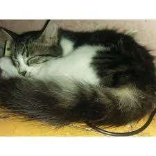 Untuk makanan kucing anggora, akan lebih baik kalau dibiasakan sejak kecil untuk makan makanan kucing yang. Kucing Anggora Lucu Shopee Indonesia