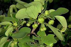 Image result for Margaritaria