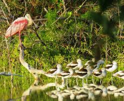 However, a northern tract of the river of grass was added in 1989, and. Everglades
