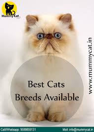They, however, don't like being disturbed often. Buy Himalayan Cat Mummy Cat Cute Cats And Dogs Himalayan Cat Kitten Himalayan Cat
