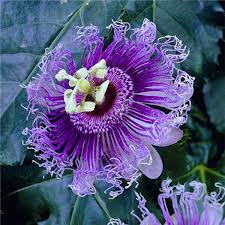 Egrow 50pcs Pack Passion Flower Seed Garden Rare Passiflora Incarnata Fruit Plants Seeds In 2020 Flower Seeds Passion Fruit Plant Passion Flower