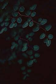 Black And Teal Aesthetic Wallpaper Pin By Troppobella On I Wanna See It Painted Black Green Aesthetic Plants Nature Photography