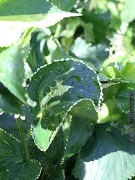 Image result for Acalypha paucifolia