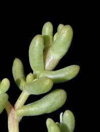 Image result for Sarcophrynium schweinfurthianum