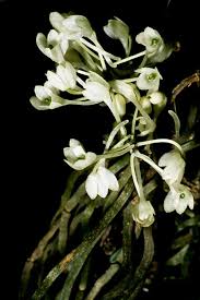 Image result for Rhipidoglossum densiflorum