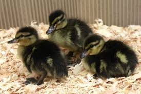 Baby Black And White Duck Breeds Mallard Ducklings The Traditional Mallard Duck The Smallest Of The Breeds We Offer And One Of The Most Popular Baby Mallard Duck Mallard Duck Duck Breeds