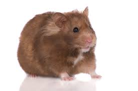 The most common black syrian hamster material is ceramic. Hamster Varieties Getting A Hamster Hamsters Guide Omlet Uk