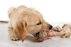 There were certainly enough compelling reasons to stop feeding my dogs processed food. Barf For Dogs For Beginners