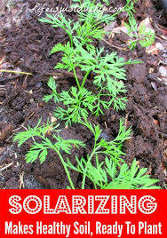 If your soil is too dry to easily work, water it deeply, wait a few days and then turn or till. Solarizing Your Garden Life Is Just Ducky