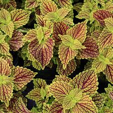 Image result for Coleus shirensis