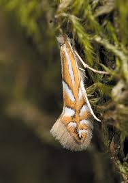 Image result for Phyllonorycter strigulatellus