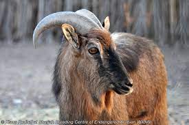 Hayvan, her iki cinsiyette de geriye doğru kemerli boynuzlara sahip, tıknaz bir yapıya sahiptir. Image Arabitragus Jayakari Arabian Tahr Biolib Cz