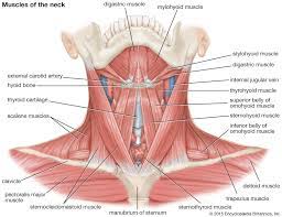 The levator scapulae muscle is attached at the top four cervical vertebrae (c1 to c4) and runs down the side of the neck to attach at the top of the shoulder blade (scapula). Human Muscle System Functions Diagram Facts Britannica