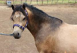 International buckskin horse association, shelby, indiana. Stallion For 2000 00 Horses For Sale At Australia Vic Drouin South Horseyard Au