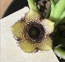 Image result for Orbea paradoxa