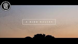 A Bird Ballet Music Video By Neels Castillon We Were Shooting For A Commercial With My Dp Waiting For An Helicop Gif Of The Day Ballet Music Beautiful World