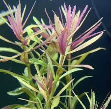 Image result for Limnophila