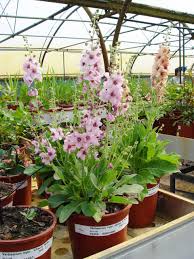 This is one of the frequently asked questions about lamb's ears. The Once Necessary Uses Of Mullein And Lamb S Ear