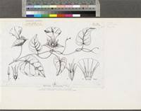 Image result for Ipomoea involucrata