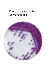 Salmonella differential agar is slight modification of original formulation of rambach (1) used for differentiation of salmonella species from proteus species and other enteric bacteria. Chromogenic Media Culture Media For Listeria Salmonella More Biomerieux