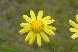 Image result for Senecio madagascariensis