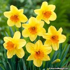 Daffodil name numerology is 3 and here you can learn how to pronounce daffodil, daffodil origin and similar names to daffodil name. How To Say I Love You Midoriya X Reader