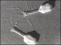 This virus is temperate and may reside within the genome of its host through lysogeny. Virus Cajon De Escuela