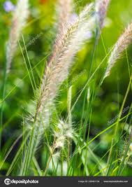 Image result for Poaceae